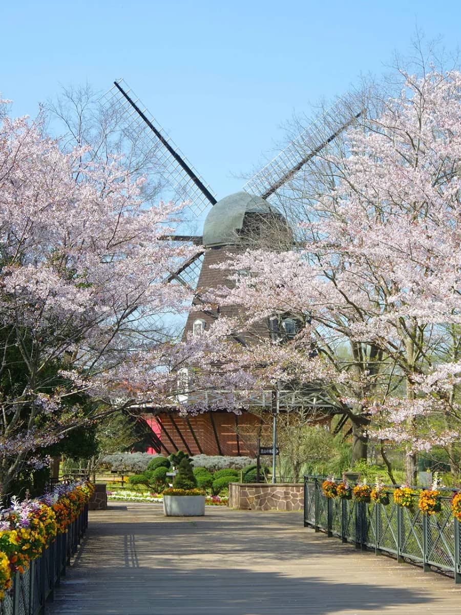 Cherry Blossoms in Odense Cherry Blossoms in Odense
