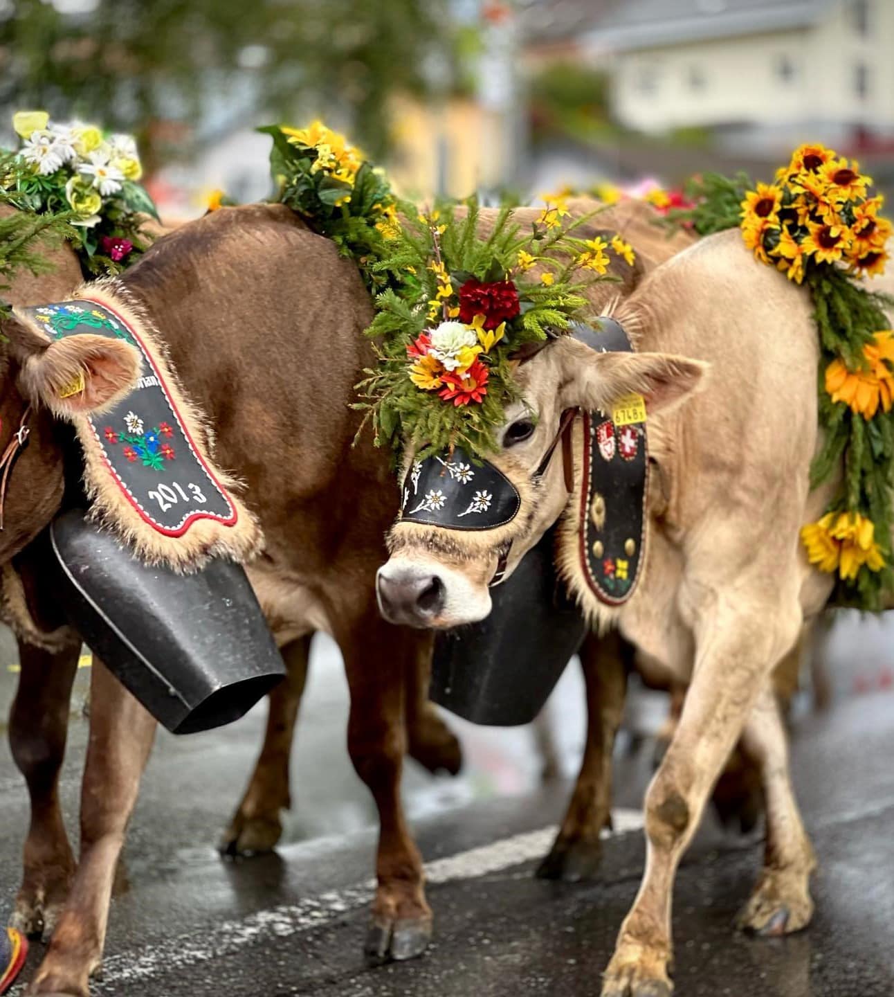 Cow Descent Gstaad Cow Descent Gstaad