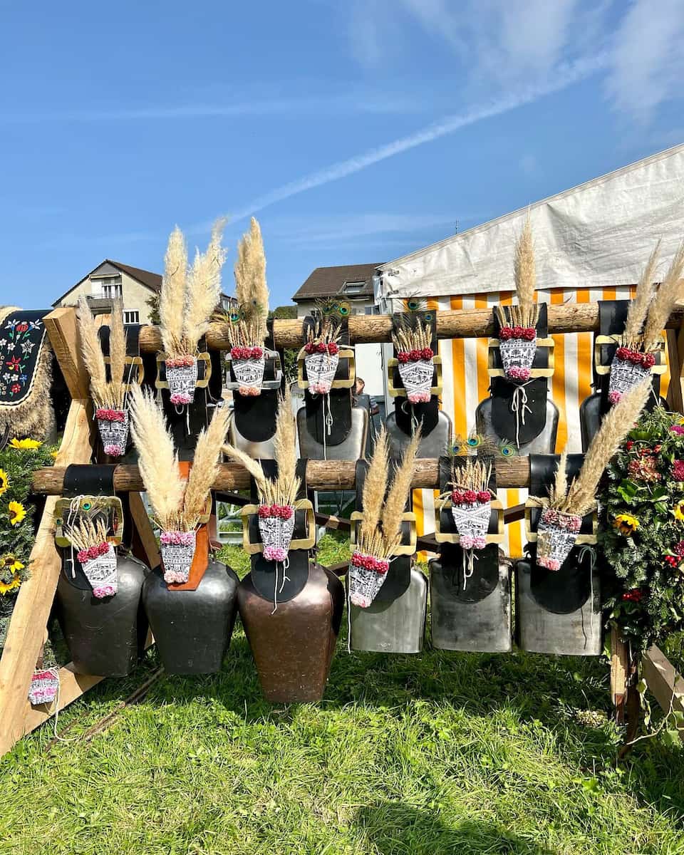 Cow Descent Gstaad Cow Descent Gstaad