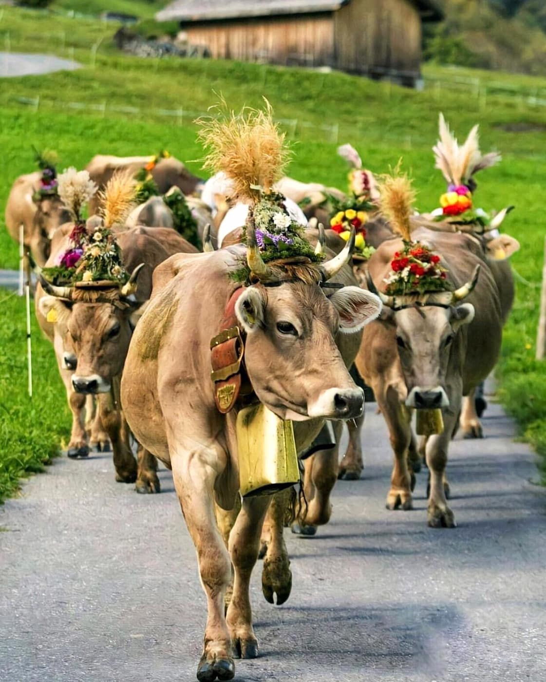 Cow Descent Gstaad Cow Descent Gstaad