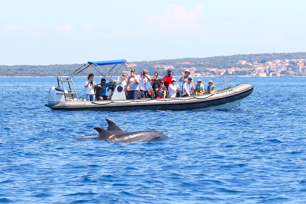 Dolphin Watching Tours, Makarska Dolphin Watching Tours, Makarska