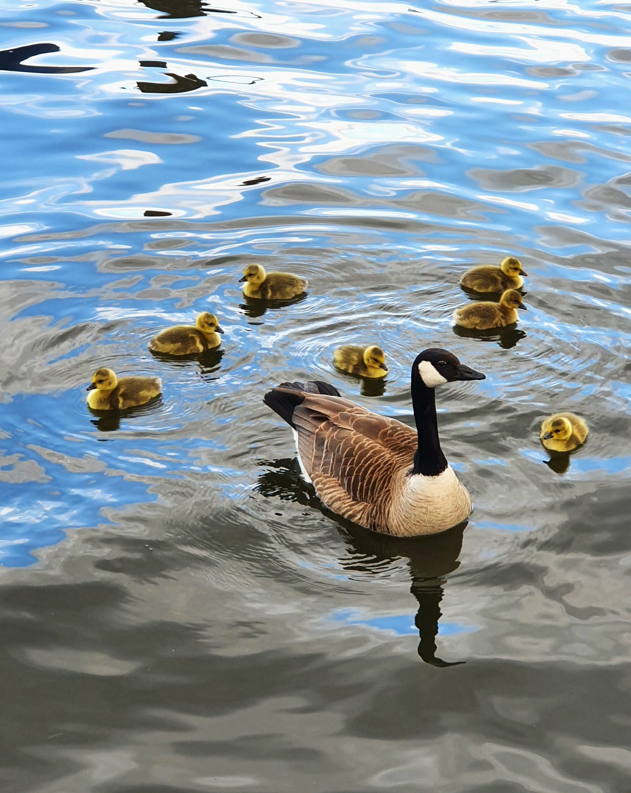 Electric Boat, Lübeck Electric Boat, Lübeck