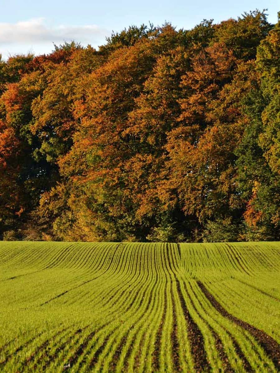 Fruens Bøge Forest, Odense Fruens Bøge Forest, Odense