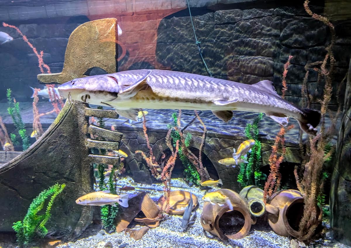 Gardaland SEA LIFE Aquarium
