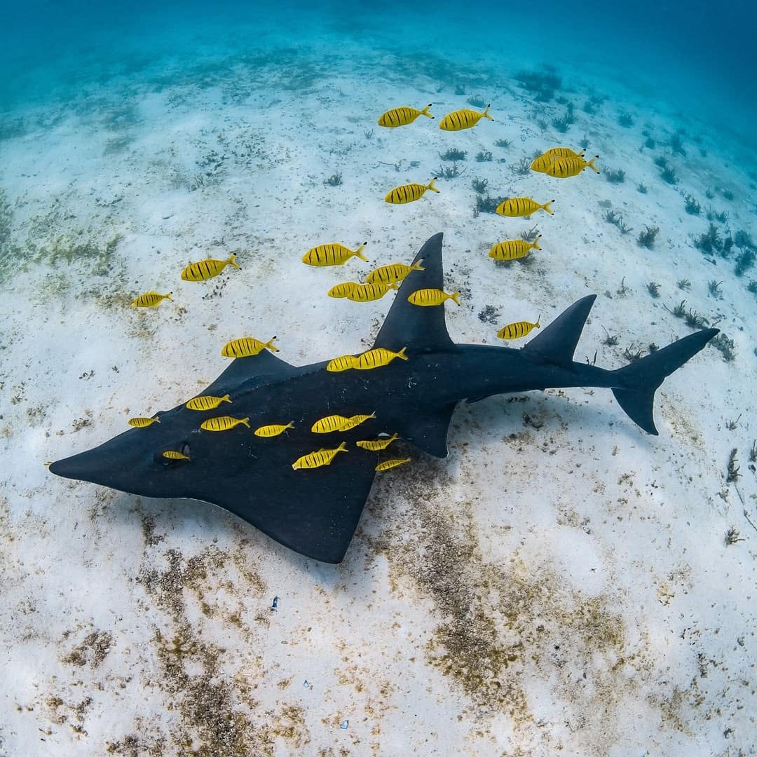 Interactive Marine Life Tours Sa Coma