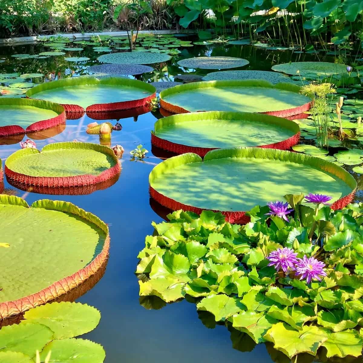 Jardin Botanique Val Rahmeh, Menton Jardin Botanique Val Rahmeh, Menton