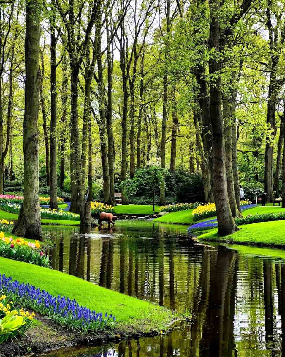 Keukenhof Tulip Fields