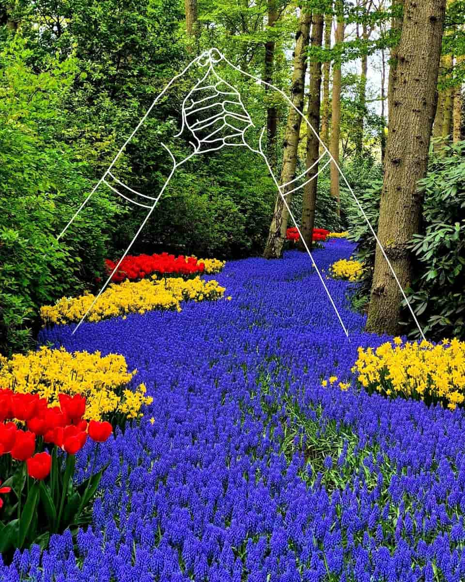 Keukenhof Tulip Fields
