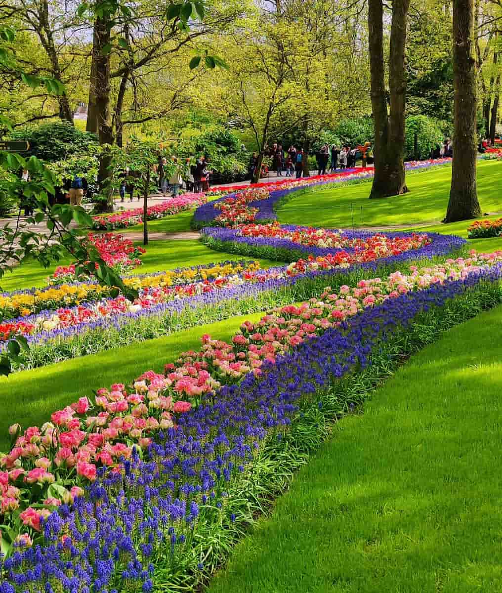 Keukenhof Tulip Fields