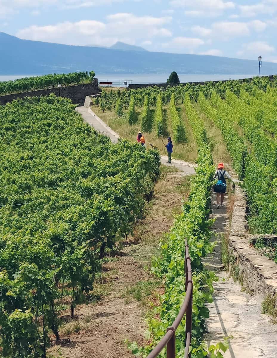 Lavaux Wine Walk Switzerland Lavaux Wine Walk Switzerland