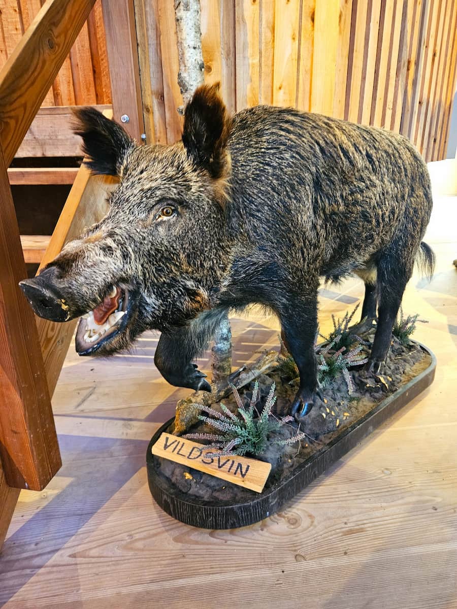 Lille Vildmosecentret Dokkedal