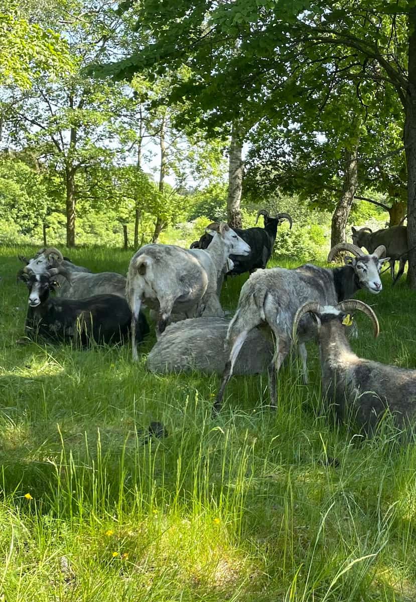 Lindholm Høje Denmark