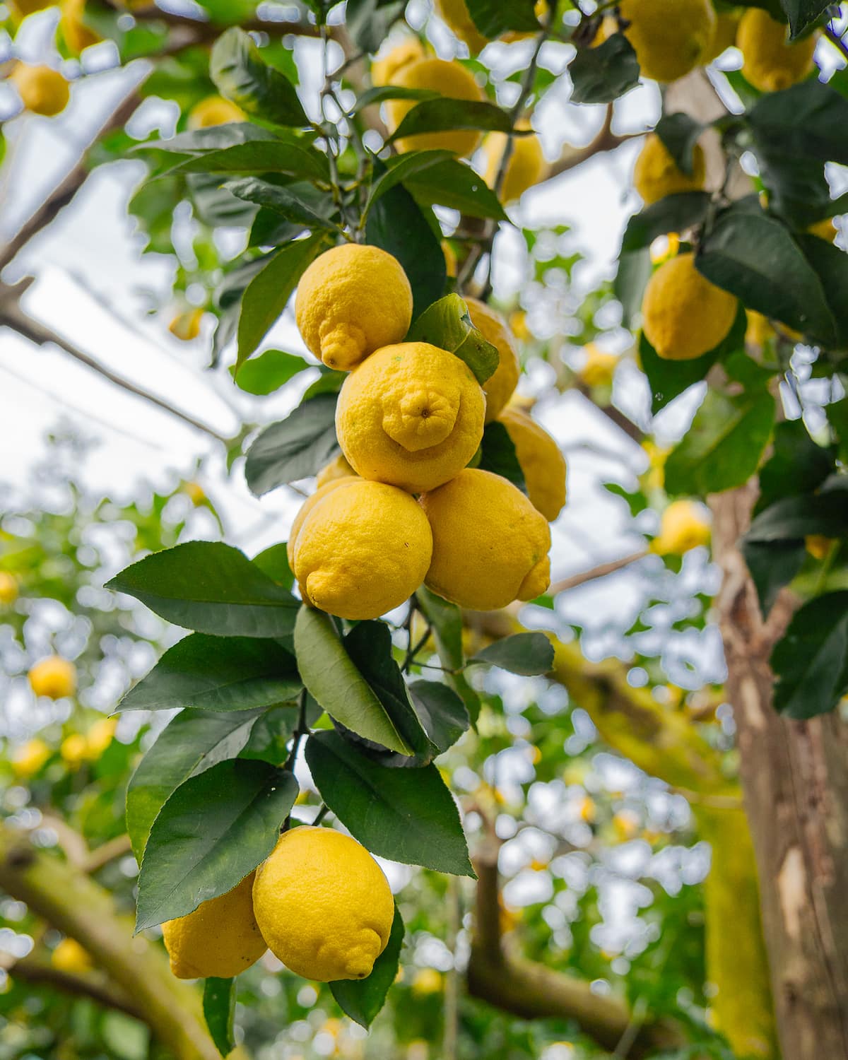 Monterosso Lemon Groves Monterosso Lemon Groves