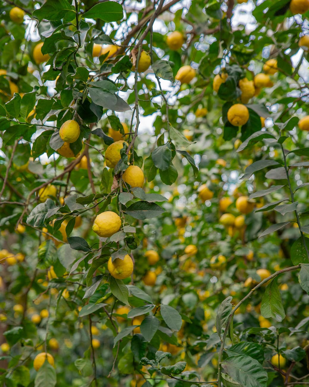 Monterosso Lemon Groves Monterosso Lemon Groves