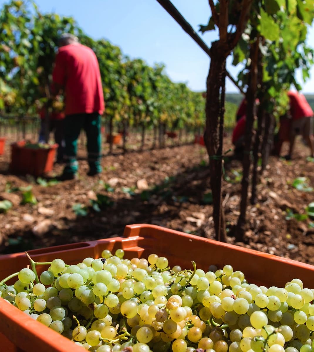 Monterosso Vineyards Monterosso Vineyards