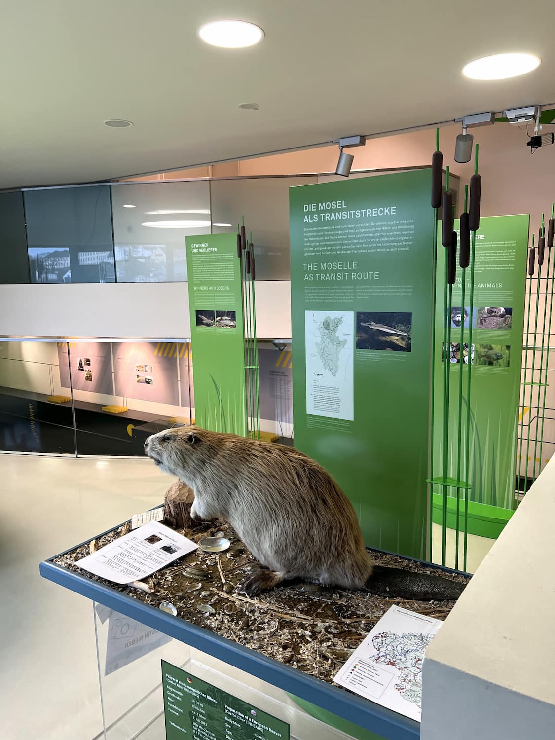 Mosellum Experience Center Koblenz Mosellum Experience Center Koblenz