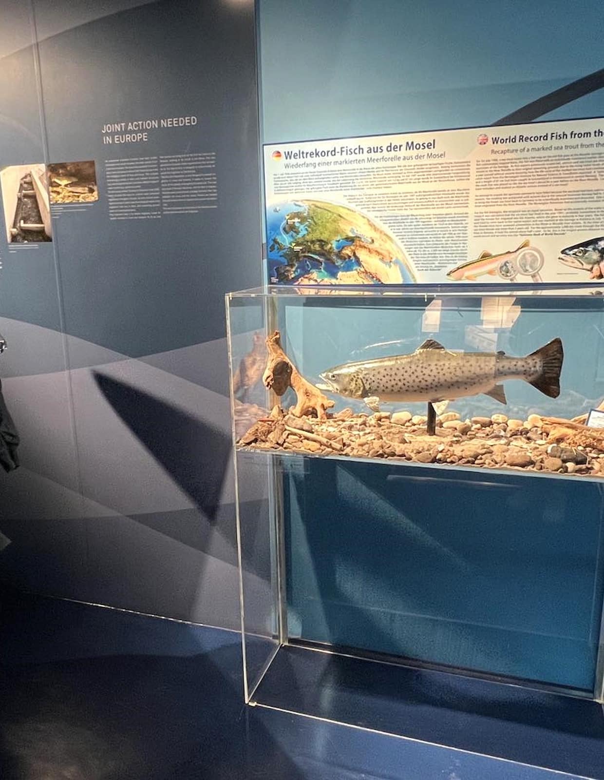 Mosellum Experience Center Koblenz Mosellum Experience Center Koblenz