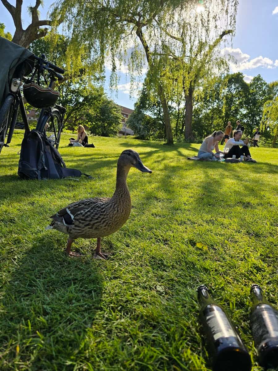 Munke Mose Park, Odense Munke Mose Park, Odense