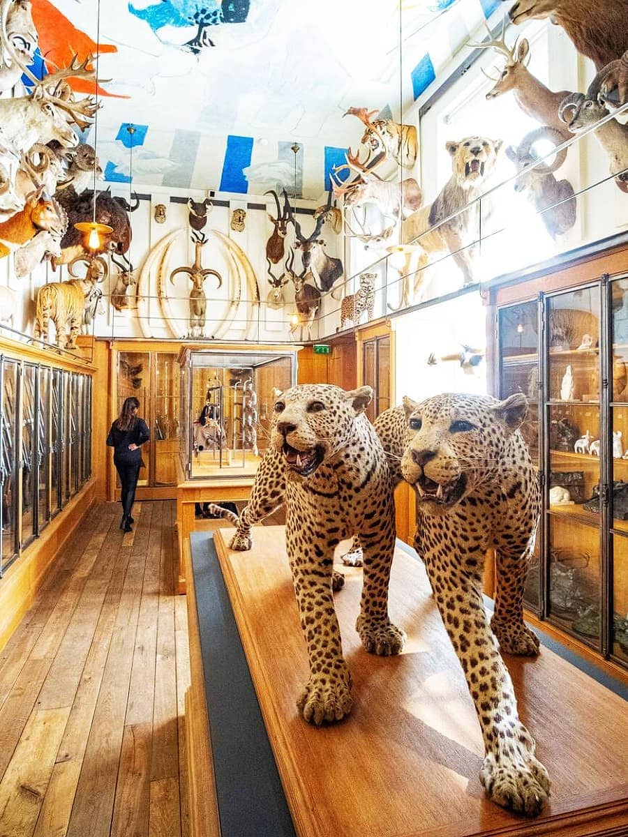 Inside of Museum of Hunting and Nature, Le Marais Inside of Museum of Hunting and Nature, Le Marais