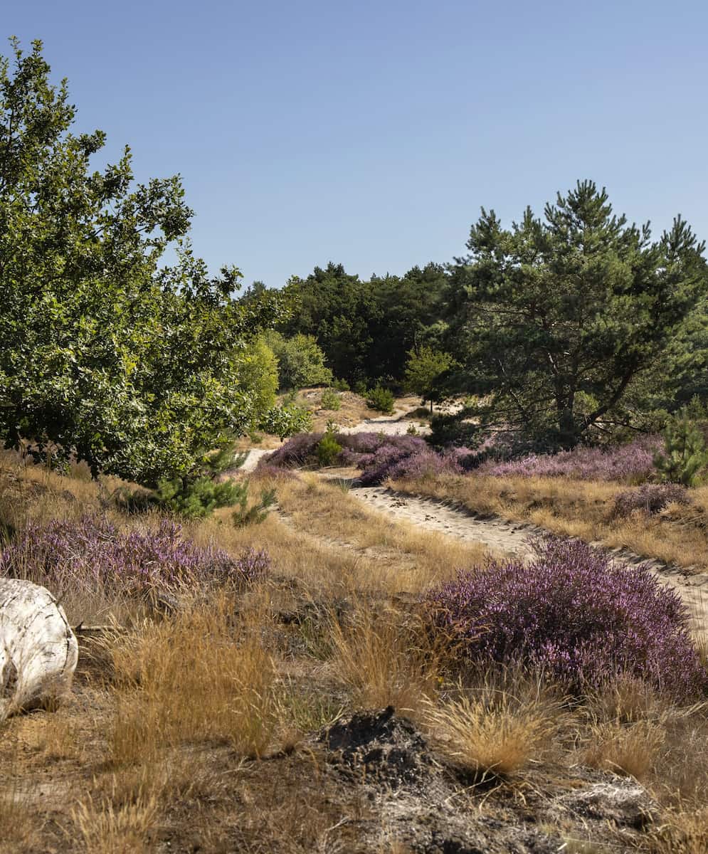National Park De Loonse en Drunense Duinen National Park De Loonse en Drunense Duinen