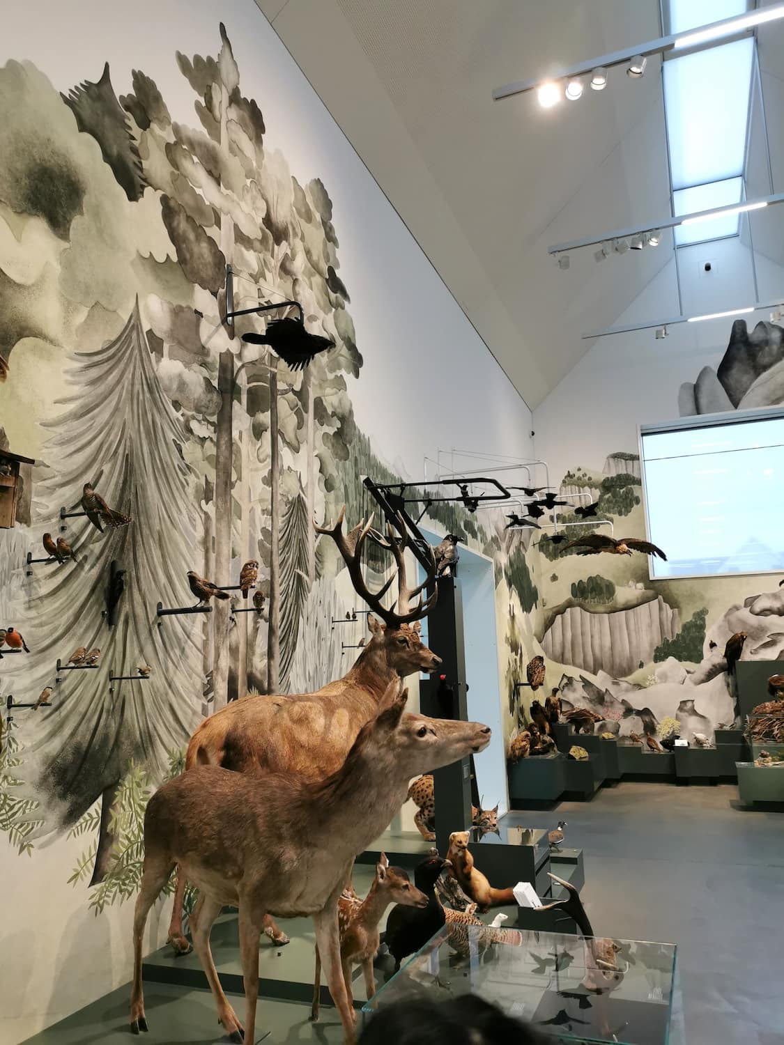 Natural History Museum St Gallen Natural History Museum St Gallen