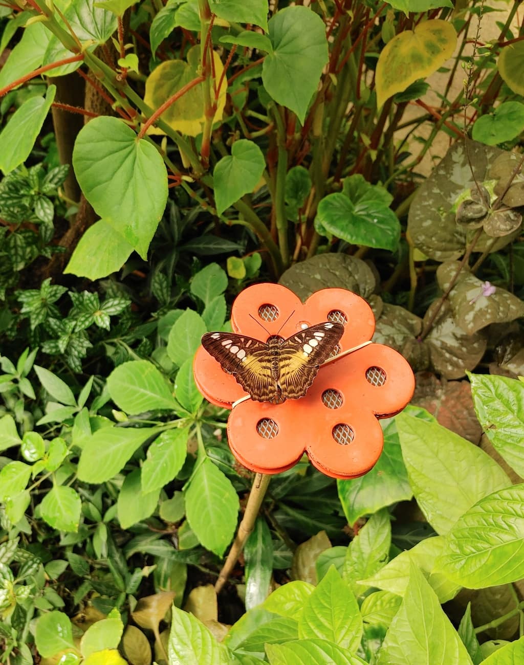Naturospace Butterfly House, Honfleur Naturospace Butterfly House, Honfleur