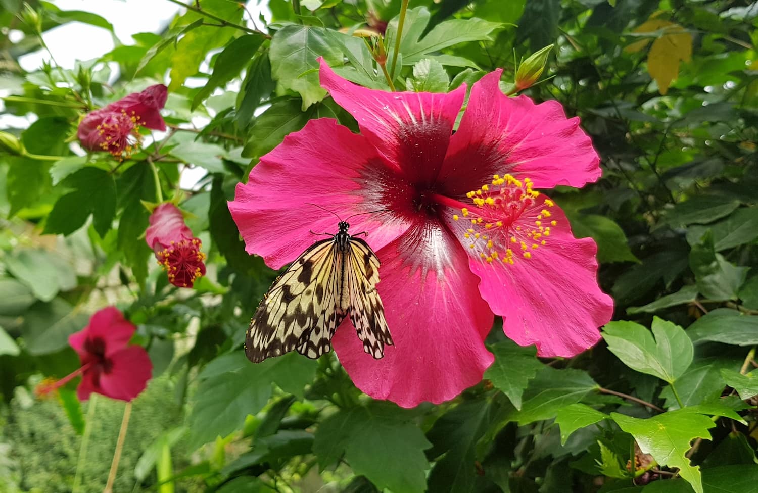 Naturospace Spring Honfleur Naturospace Spring Honfleur