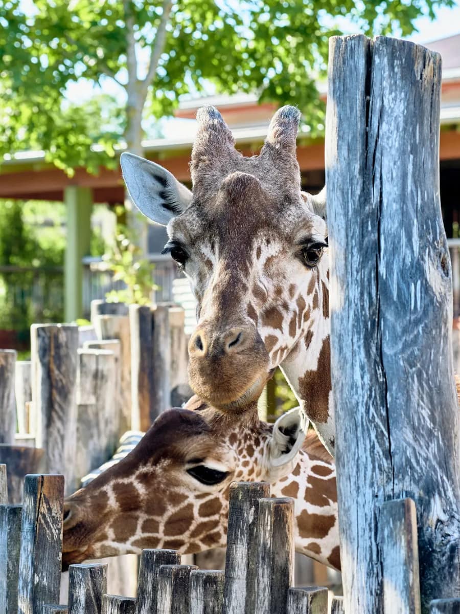 Odense Zoo, Odense Odense Zoo, Odense