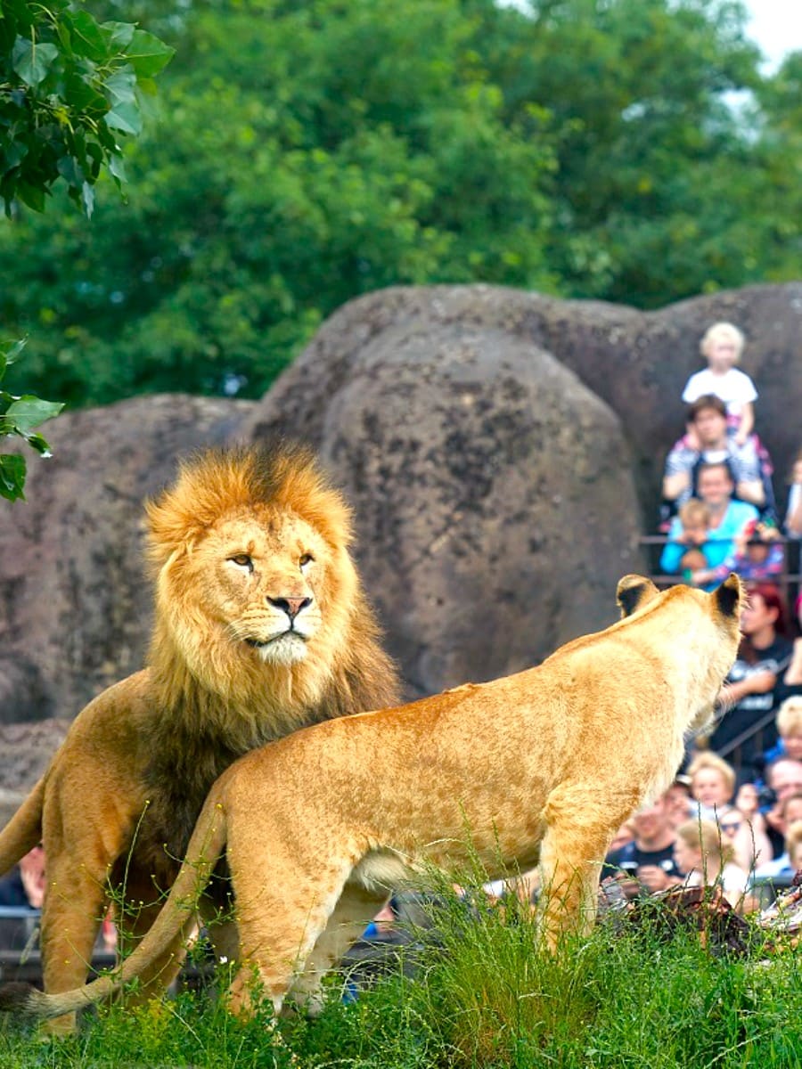 Odense Zoo, Odense Odense Zoo, Odense