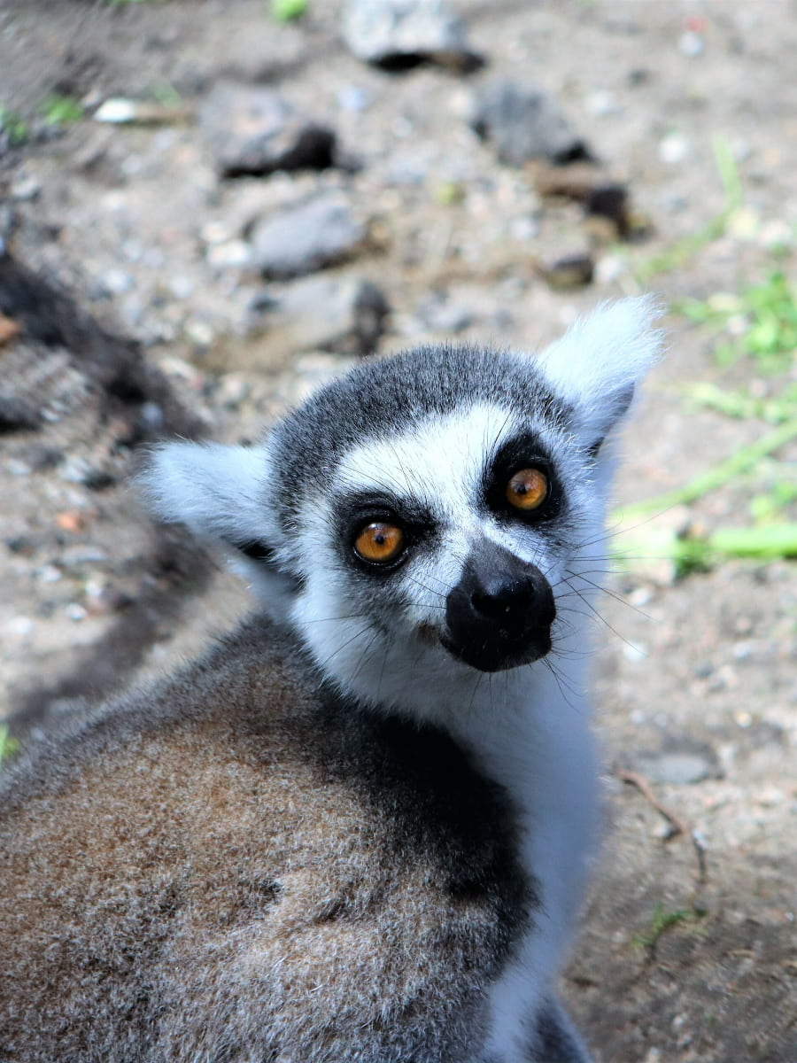 Odense Zoo, Odense Odense Zoo, Odense