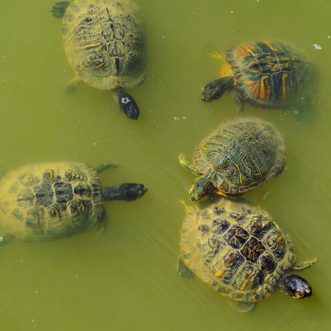 Parco Querini, Vicenza Parco Querini, Vicenza