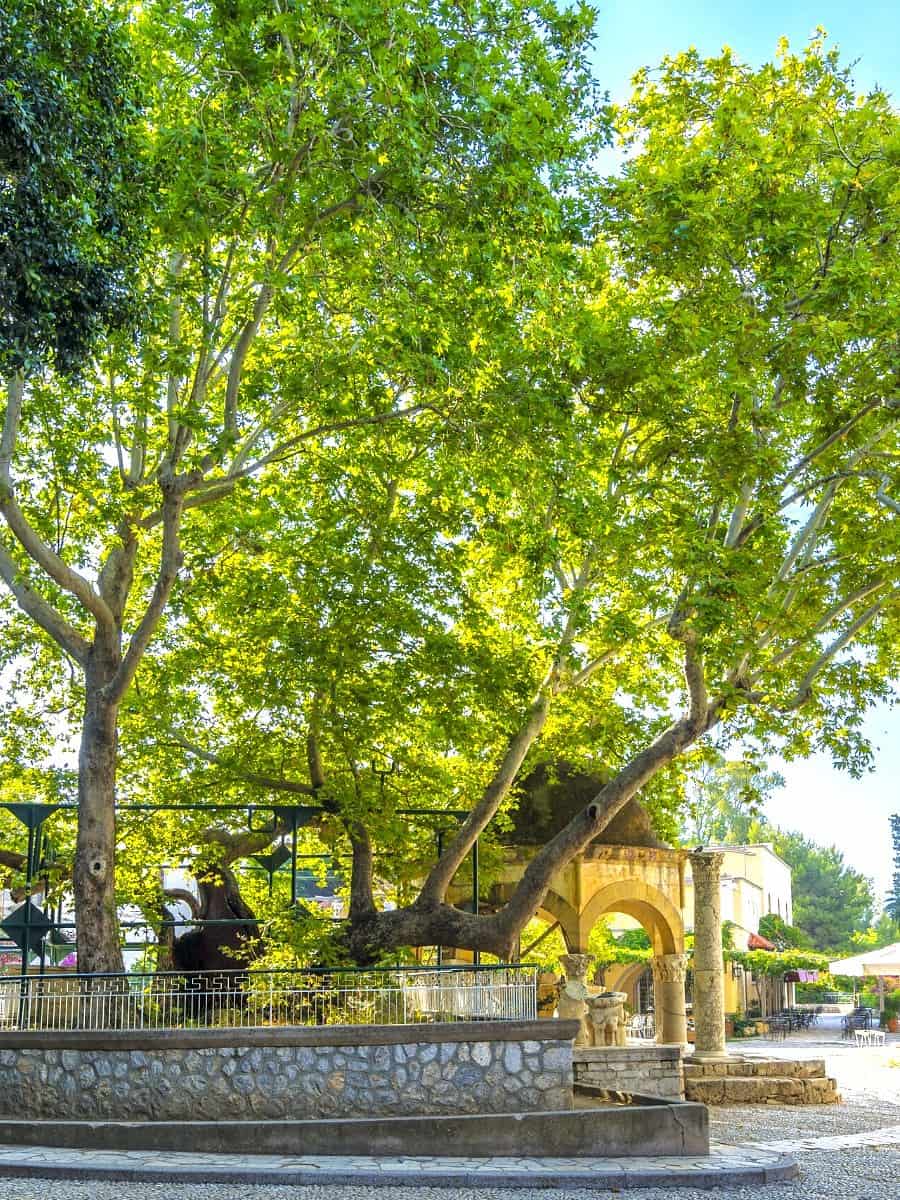 Plane Tree of Hippocrates, Kos Town