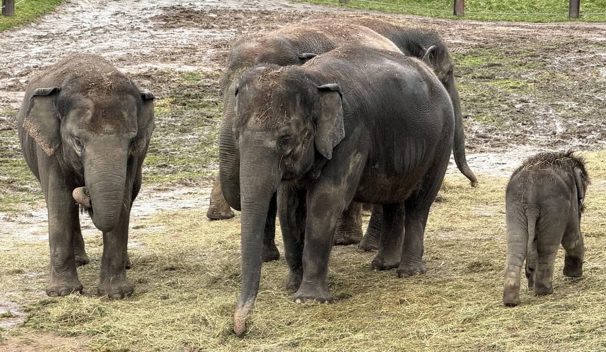 Rosamond Gifford Zoo Rosamond Gifford Zoo