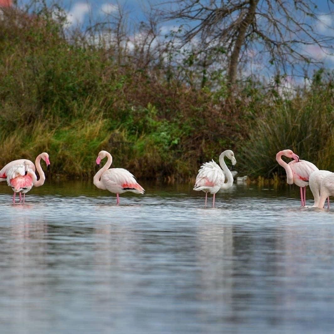 Solila Nature Reserve, Tivat