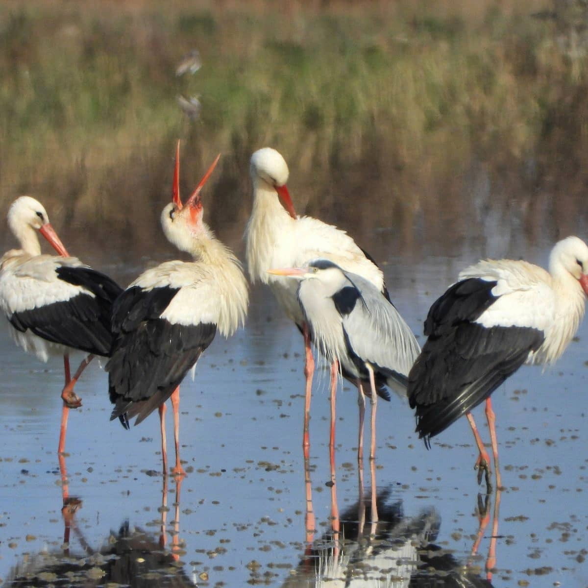 Solila Nature Reserve, Tivat
