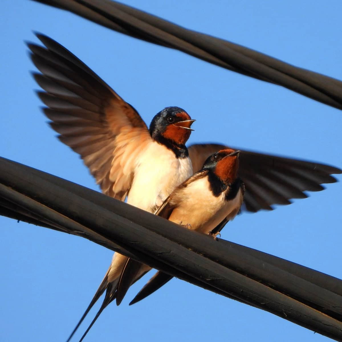 Solila Nature Reserve, Tivat