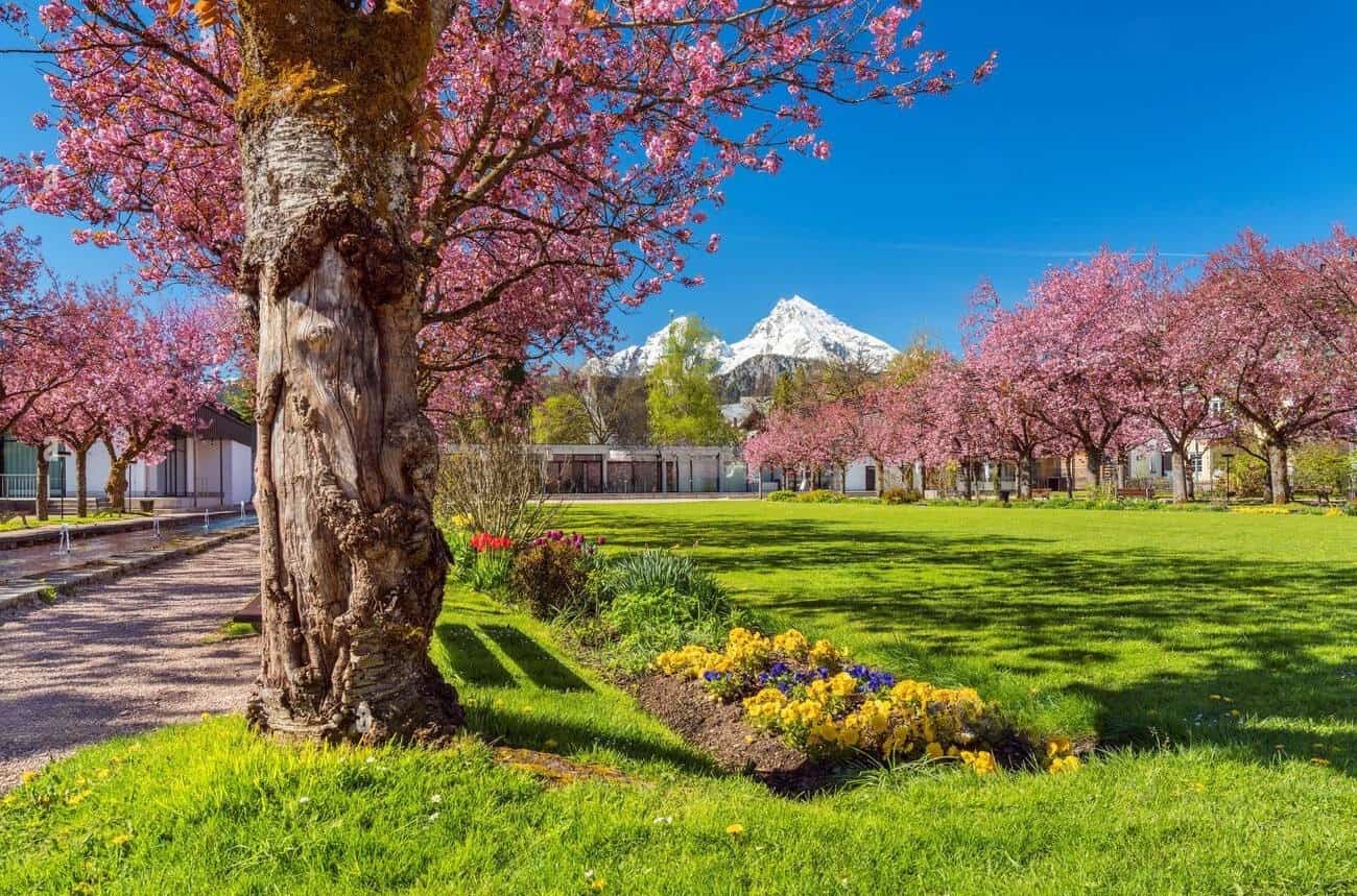 Spring Blooms, Berchtesgaden Spring Blooms, Berchtesgaden
