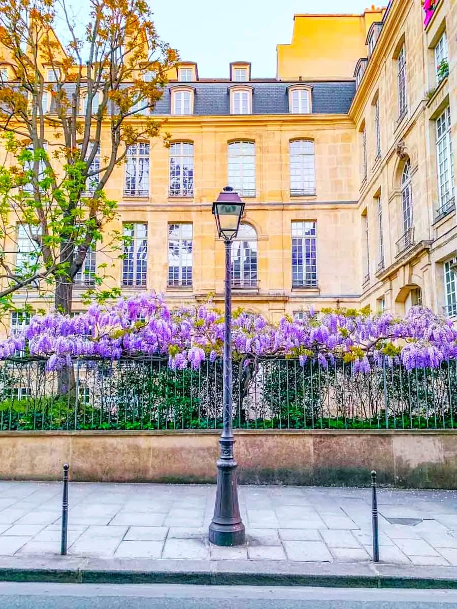 Spring Blooms in Le Marais Spring Blooms in Le Marais