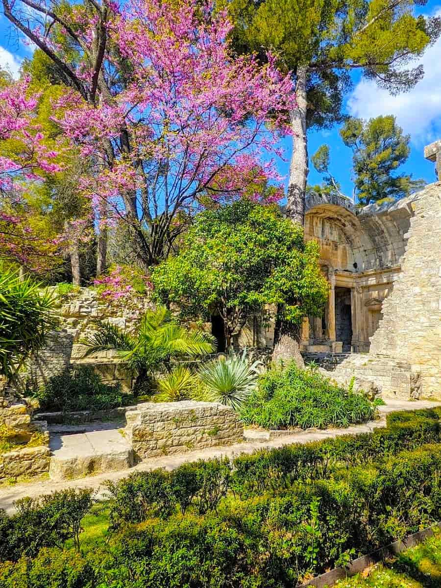 Spring Blooms in Nîmes Spring Blooms in Nîmes