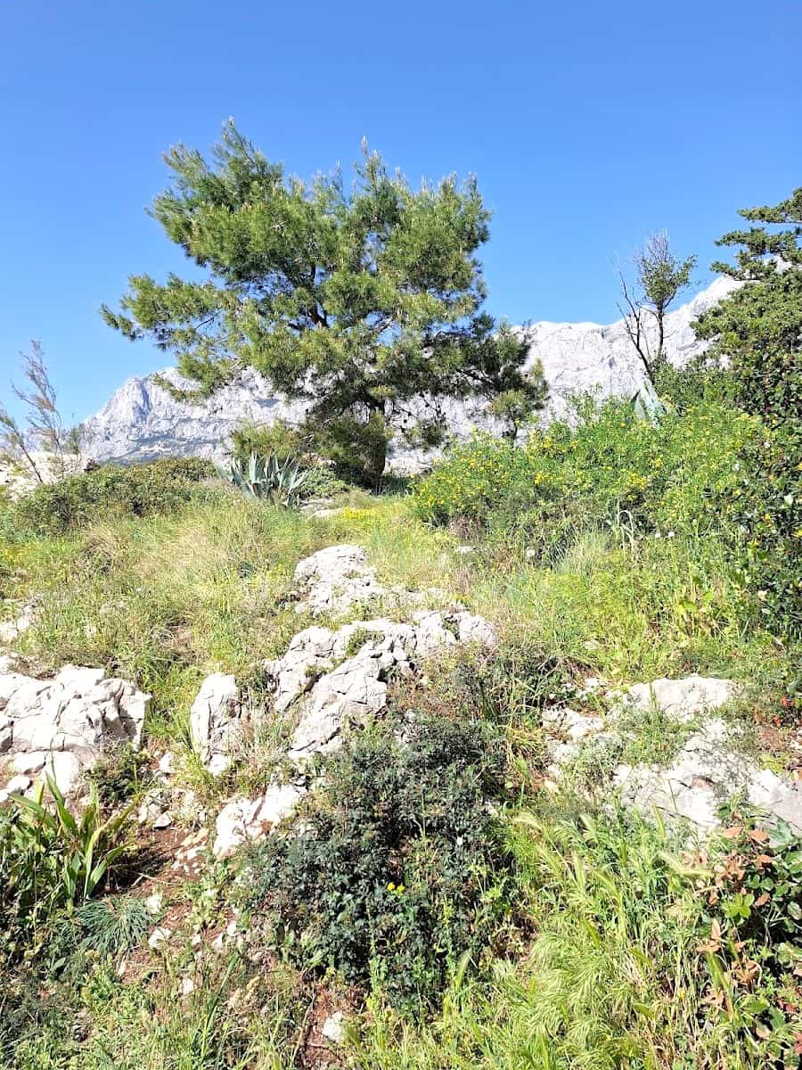 St. Peter's Forest Park, Makarska St. Peter's Forest Park, Makarska