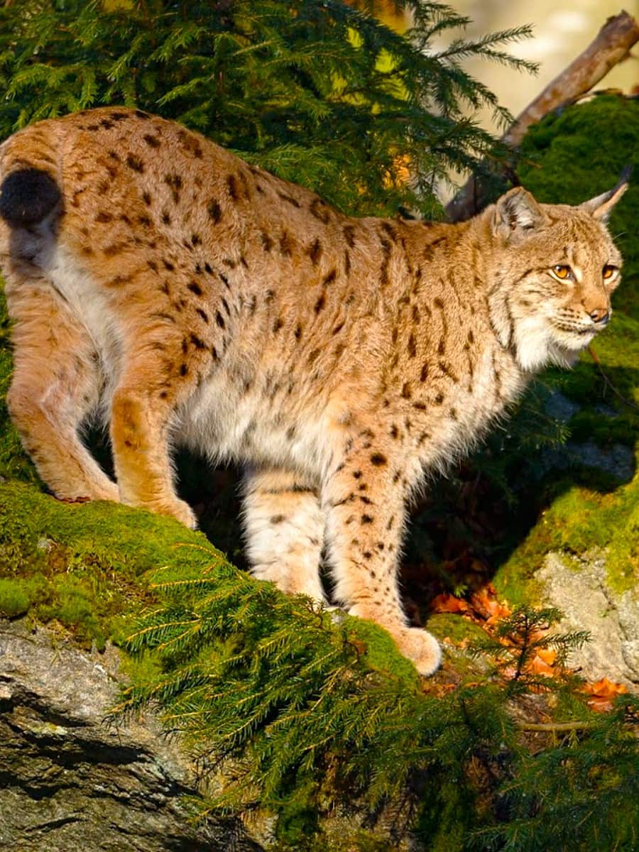 The Bavarian Forest National Park, Bavaria The Bavarian Forest National Park, Bavaria