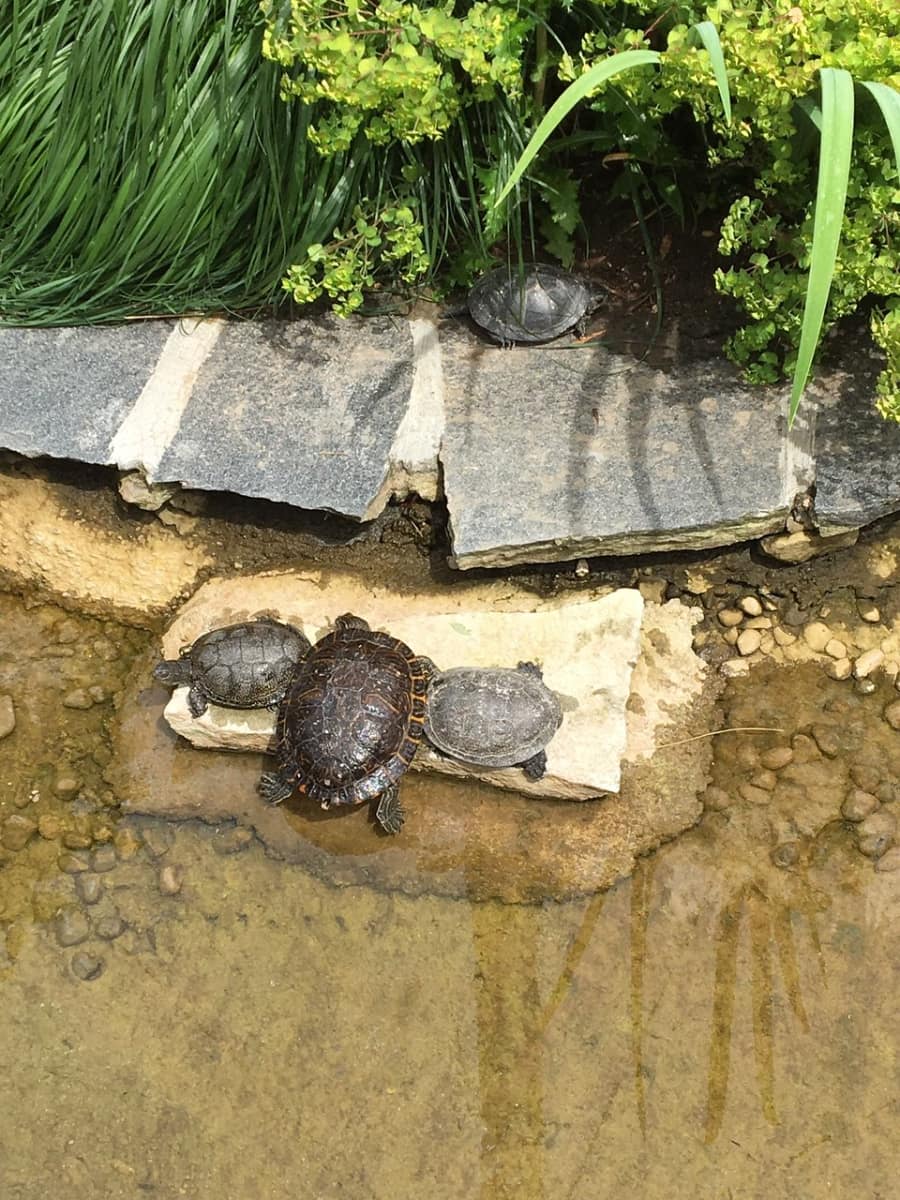 Tiergarten Ulm, Ulm Tiergarten Ulm, Ulm