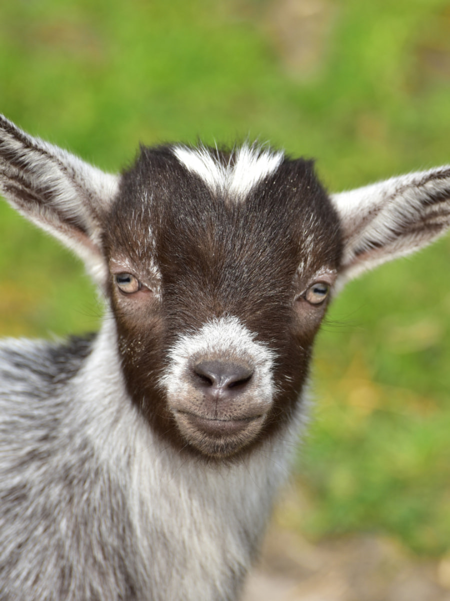 Tiergarten Ulm, Ulm Tiergarten Ulm, Ulm