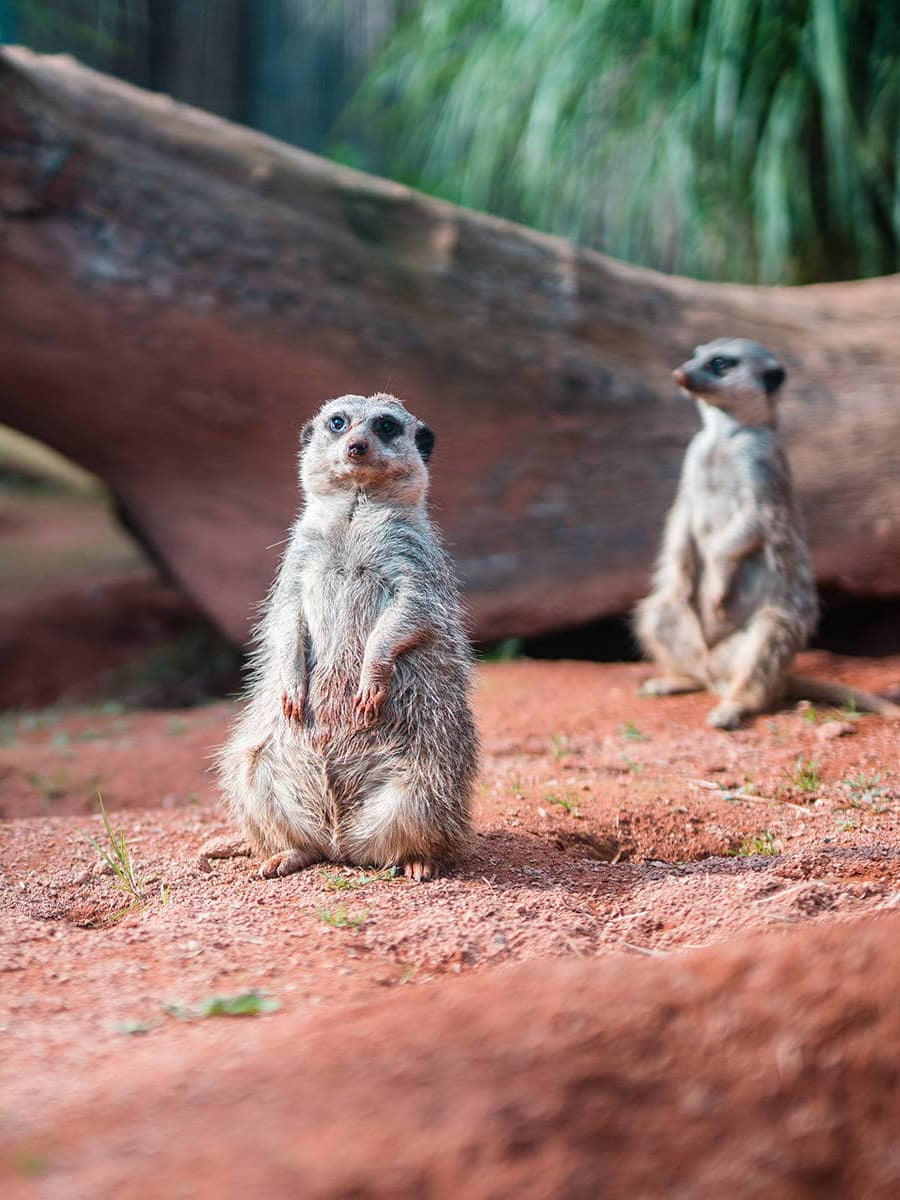Tiergarten Ulm, Ulm Tiergarten Ulm, Ulm