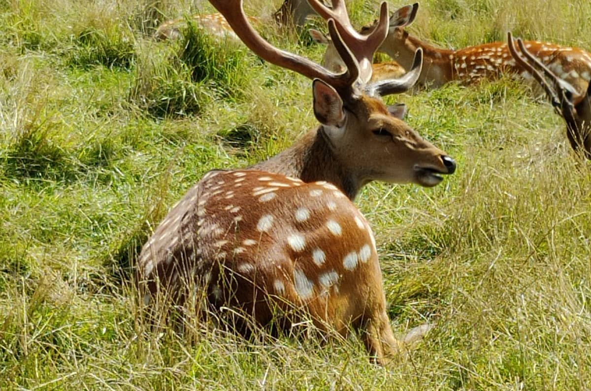 Wildlife Park Remstecke Wildlife Park Remstecken