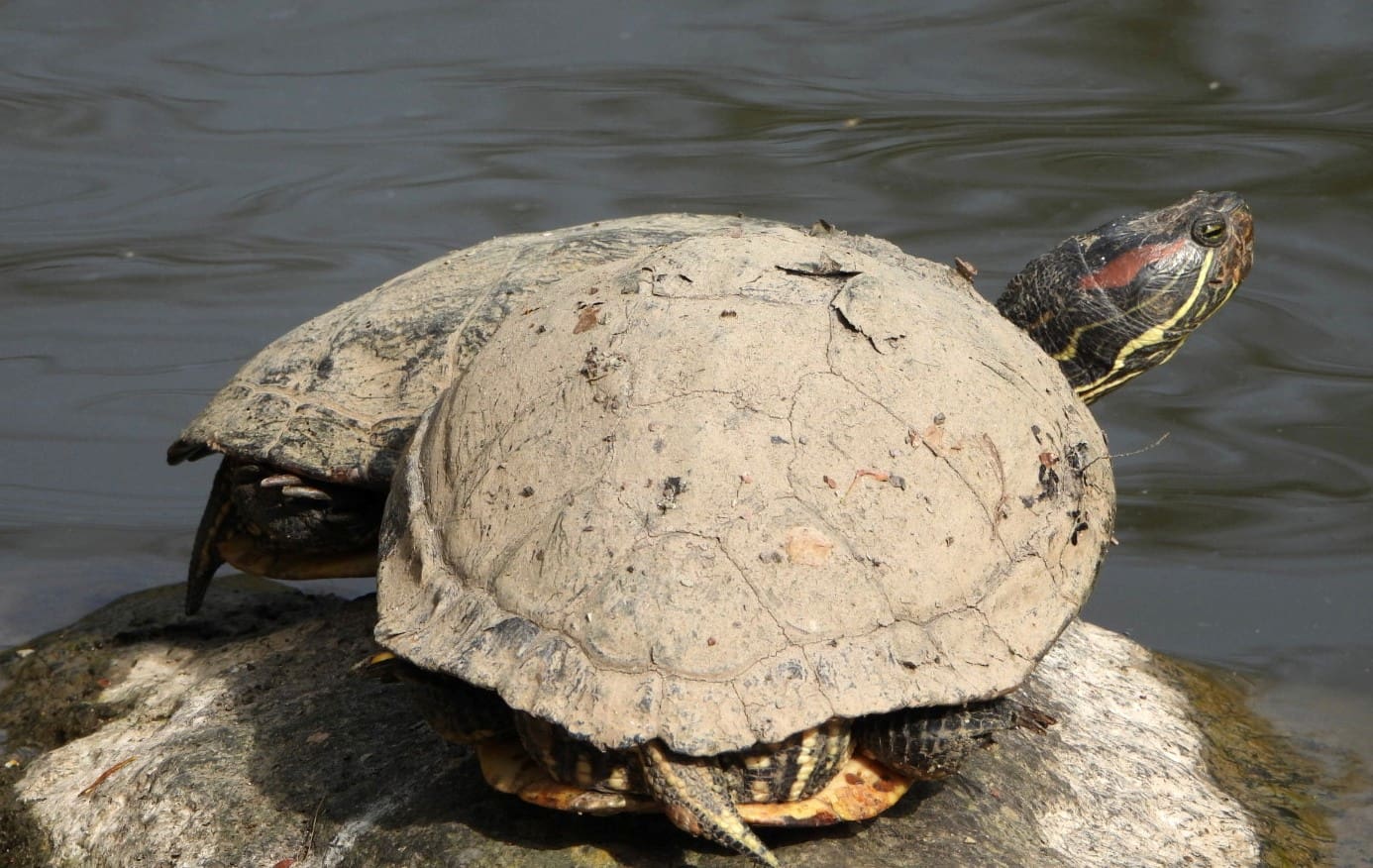 Wildlife Park Remstecken Wildlife Park Remstecken