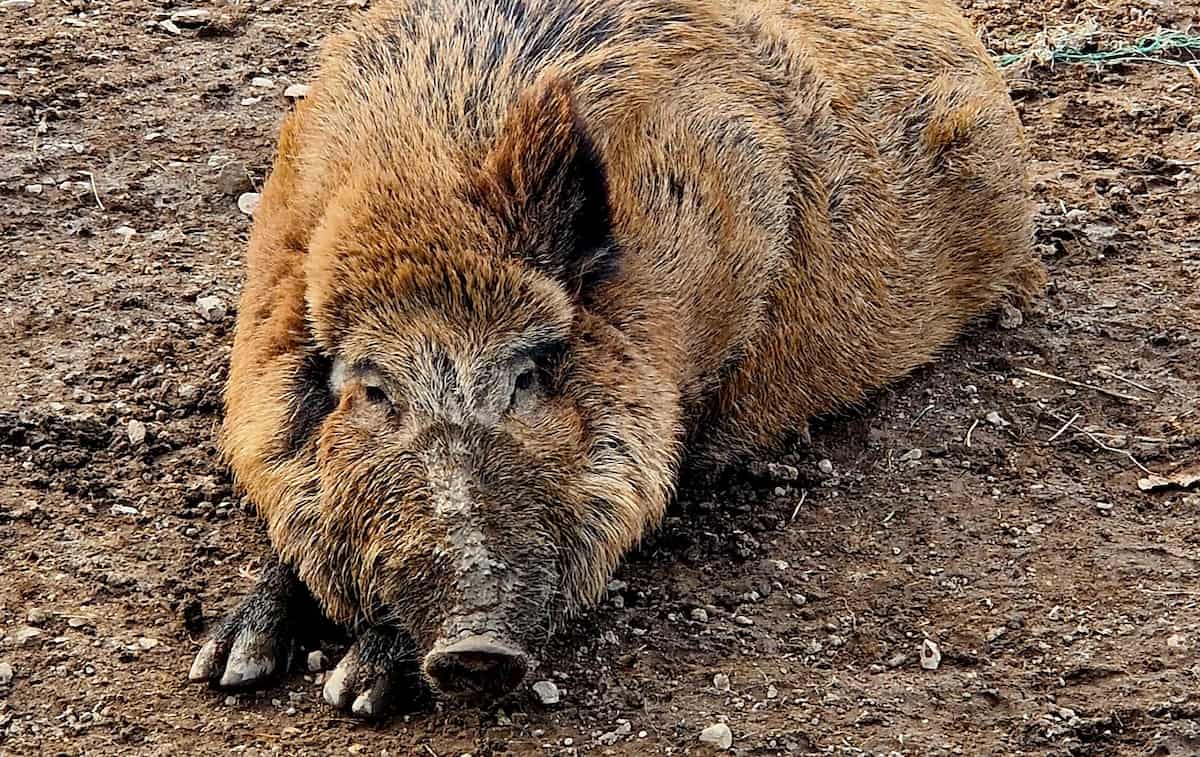 Wildlife Park Remstecken Wildlife Park Remstecken