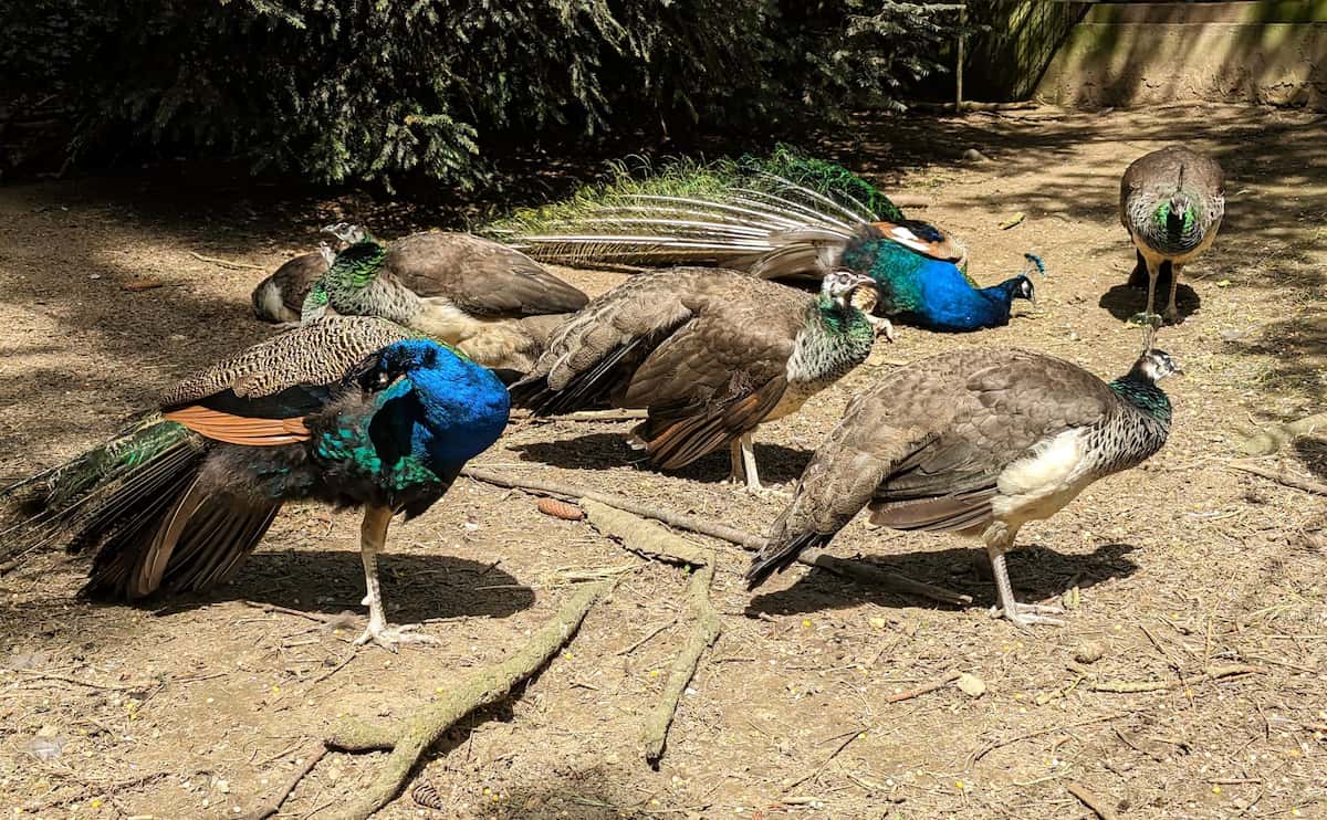 Wildlife Park Remstecken Wildlife Park Remstecken