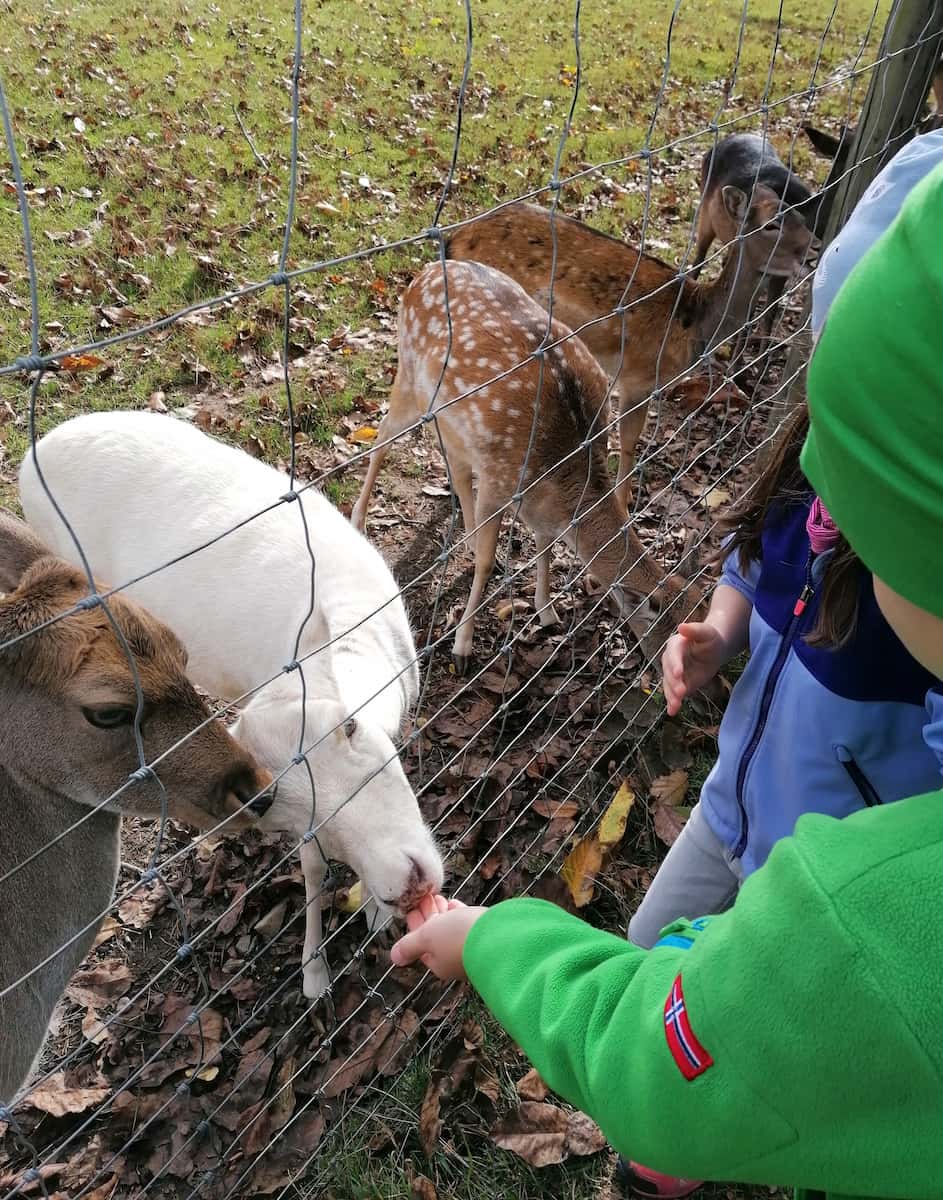 Wildlife Park Remstecken Koblenz Wildlife Park Remstecken Koblenz