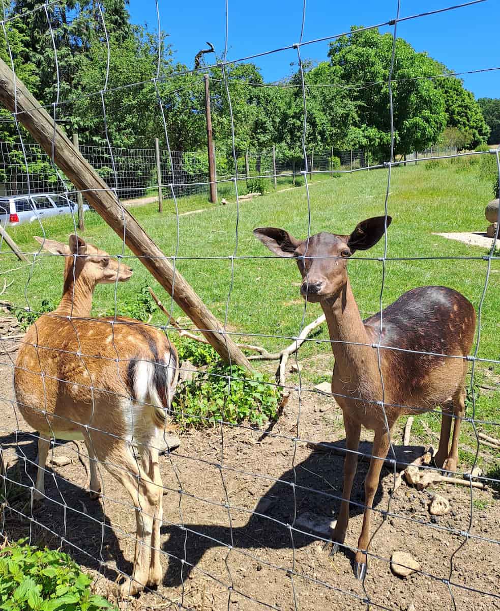 Wildlife Park Remstecken Koblenz Wildlife Park Remstecken Koblenz